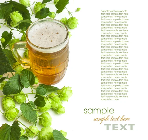 Beer and hop — Stock Photo, Image