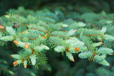 Yazın başında dalda yeşil ladin ağacı iğneleri (makro)