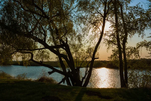 Rusya Nın Merkezinde Gölün Kıyısındaki Ağaçlar Gün Batımında — Stok fotoğraf