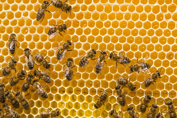 Vue Rapprochée Des Abeilles Qui Travaillent Sur Les Cellules Miel — Photo