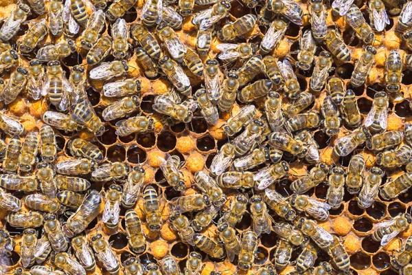 Vista Cerca Las Abejas Que Trabajan Las Celdas Miel —  Fotos de Stock