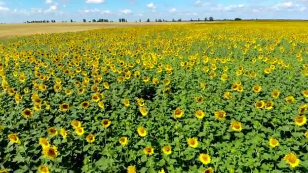 Drón videó a mező felett napraforgóval — Stock videók