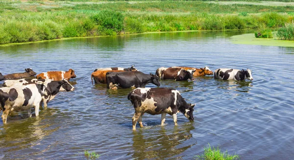 Αγελάδες Διασχίζουν Ποτάμι Στην Ύπαιθρο — Φωτογραφία Αρχείου