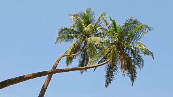 Palmiers Verts Contre Ciel Bleu Goa — Photo