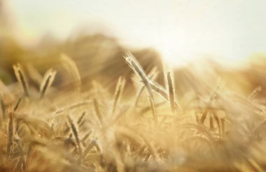 Güneş ışınları yaz arpa alan. Günbatımı parlayan altında kırsal manzara.