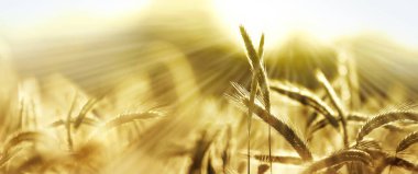 Yazın arpa tarlasında güneş ışınları. Parlak günbatımının altında panoramik kırsal manzara.