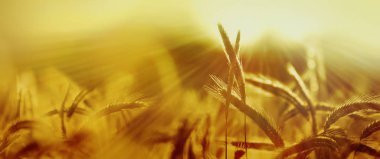 Yazın arpa tarlasında güneş ışınları. Parlak günbatımının altında panoramik kırsal manzara.