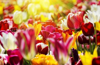 Taze renkli Lale sıcak bahar güneş ışığı alan