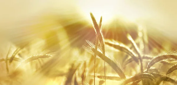 Sun Rays Barley Field Summer Panoramic Rural Scenery Shining Sunset — Stock Photo, Image
