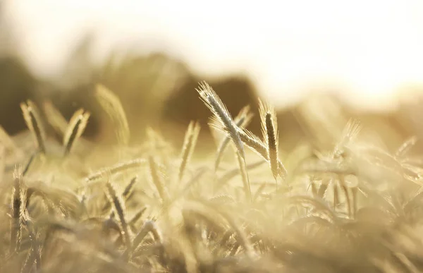 夏の麦畑で太陽光線 輝く夕日の下の田園風景 — ストック写真