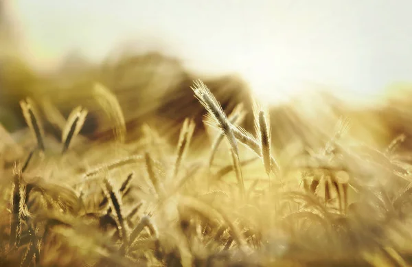 Raggi Sole Campo Orzo Estate Paesaggio Rurale Sotto Tramonto Splendente — Foto Stock