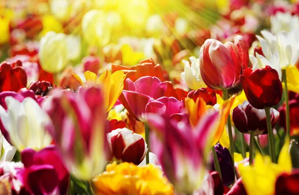 Taze renkli Lale sıcak bahar güneş ışığı alan