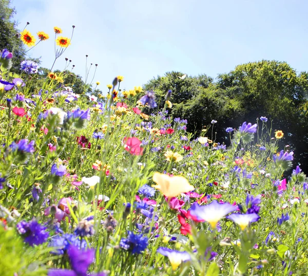 Blomsteräng Varmt Solljus Visa Rgglada Blommor Sommaren Begreppet Naturområden — Stockfoto