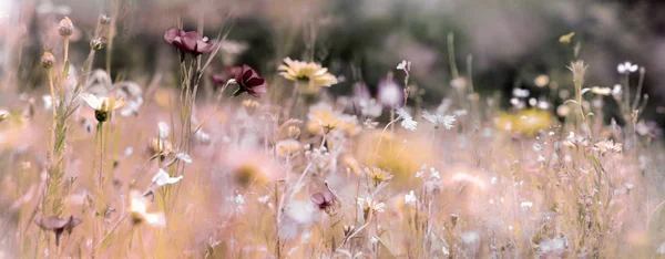 Wildflower Äng Panorama Bakgrund Med Olika Färg Kanaler Lagt Till — Stockfoto