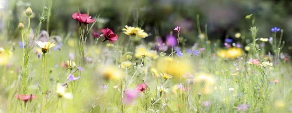 暖かい日差しにワイルドフラワー草原のパノラマ 夏の新鮮なカラフルな花を見る 自然な成長地域概念 — ストック写真