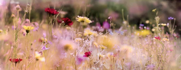 Ein Wildblumenwiesen Panorama Warmen Sonnenlicht Blick Auf Frische Bunte Blumen — Stockfoto