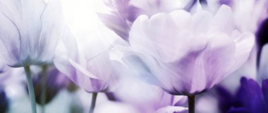 Taze güzel lale parlak sıcak bahar güneş ışığı altında grubu. Panorama Görünümü kapatın.