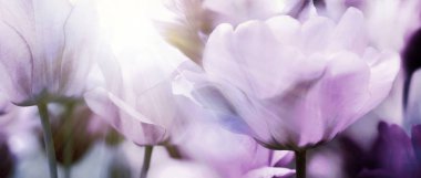 Taze güzel lale parlak sıcak bahar güneş ışığı altında grubu. Panorama Görünümü kapatın.