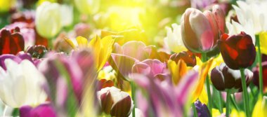 Taze güzel renkli lale parlak sıcak bahar güneş ışığı altında grubu. Panorama Görünümü kapatın.