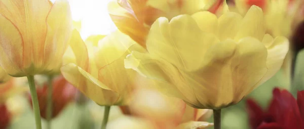 Група Свіжих Красивих Різнокольорових Тюльпанів Яскравому Теплому Весняному Сонячному Світлі — стокове фото