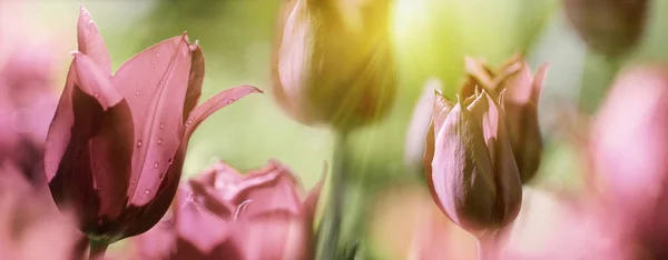Group Fresh Beautiful Tulips Bright Warm Spring Sunlight Close Panorama — Stock Photo, Image