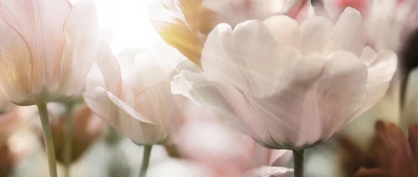 Группа Свежих Красивых Тюльпанов Ярком Теплом Весеннем Солнечном Свете Закрыть — стоковое фото