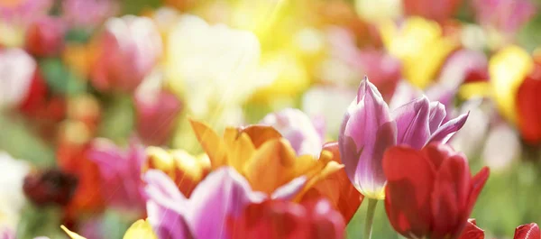 Groep Van Verse Mooie Kleurrijke Tulpen Heldere Warme Voorjaar Zonlicht — Stockfoto