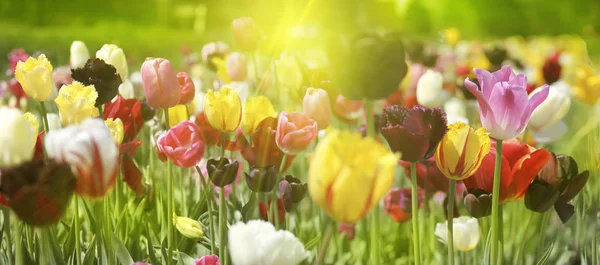 Grupa Świeże Piękne Kolorowe Tulipany Jasne Ciepłe Wiosenne Światło Słoneczne — Zdjęcie stockowe