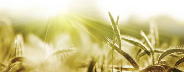 Raggi Sole Campo Orzo Estate Panoramico Paesaggio Rurale Sotto Tramonto — Foto Stock