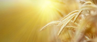 güneşte arpa alan panorama, afiş