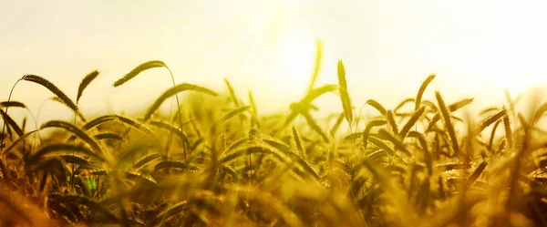 Campo d'orzo panorama al sole, banner — Foto Stock