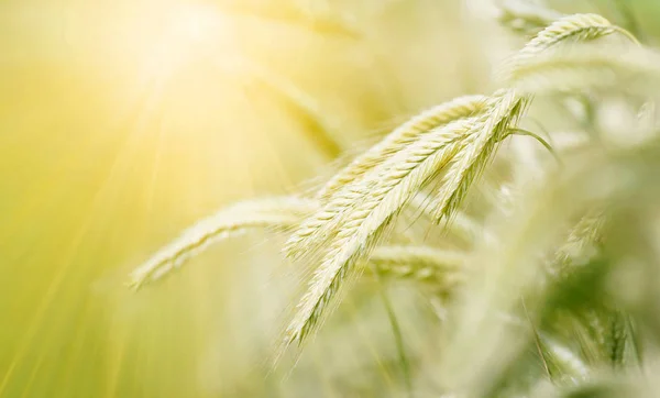 Barley field panorama in the sun — Stock Photo, Image