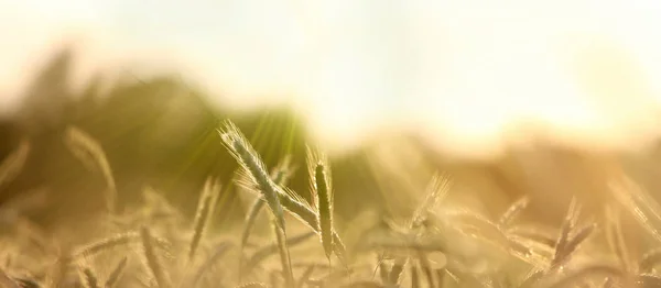 大麦场全景在阳光下，横幅 — 图库照片