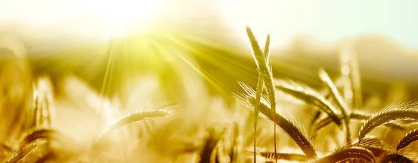 Gerst veld Panorama in de zon, banner — Stockfoto