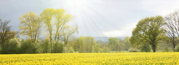 Vista Panorámica Paisaje Rural Tranquilo Con Campo Colza Flor Bosques —  Fotos de Stock