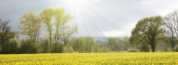 Panorama View Rural Tranquil Landscape Field Blooming Rapeseed Woods Trees — Stock Photo, Image