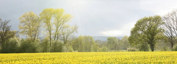 Panoramatický Pohled Klidnou Venkovskou Krajinu Polem Kvetoucího Řepkového Semene Lesů — Stock fotografie