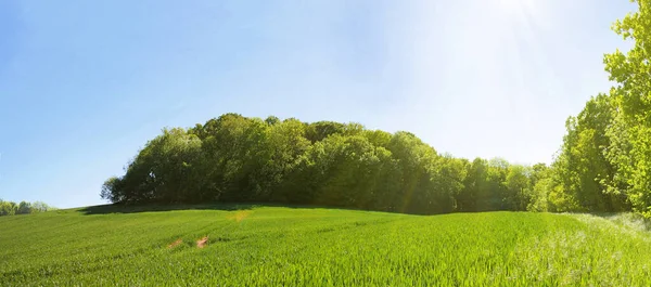 Panoramablick Auf Eine Ländlich Ruhige Landschaft Mit Bäumen Wäldern Und — Stockfoto
