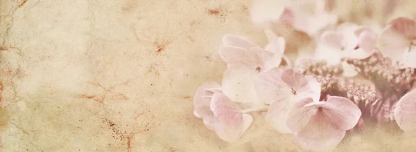 Bloeiende Pastelroze Hortensia Warme Ochtendzon Panoramakaart Tuin Vrije Tijd Hobby — Stockfoto