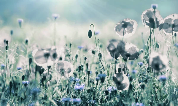 Champ Filigrane Fleurissant Coquelicots Rouges Bleuets Bleu Clair Tonique Filtré — Photo