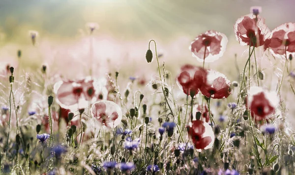 Çiçek Açan Kırmızı Gelincikler Açık Mavi Çiçek Tarlası Yazın Güzel — Stok fotoğraf