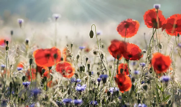 赤いケシと薄い青の花を咲かせるフィギュアの畑 夏の美しい贈り物 季節の自然をモチーフにしたパノラマビュー — ストック写真