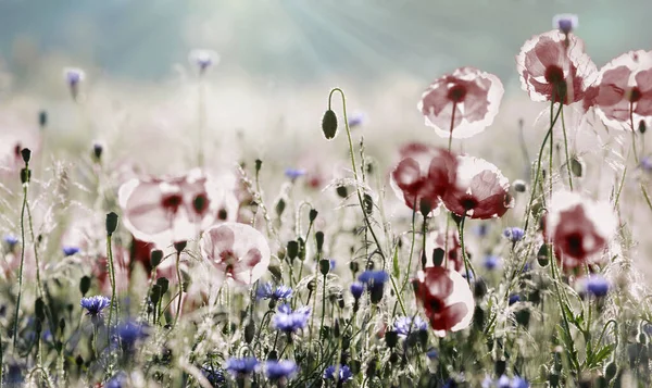 Campo Papaveri Rossi Fiore Filigrana Fiordaliso Azzurro Bellissimo Regalo Dell — Foto Stock