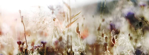 午前中は暖かい日差しの中で野の花の牧草地 アーストーンとパステルライト 夏に露と新鮮なカラフルな花を眺めます 自然成長地域の概念 自然の美しさ — ストック写真