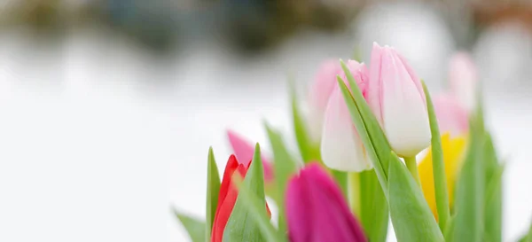 Pastel Tulipas Brancas Rosa Claro Violeta Sobre Fundo Borrado Vista — Fotografia de Stock