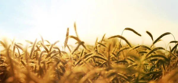 夏天阳光照射在大麦地里 夕阳西下的全景乡村风景 — 图库照片