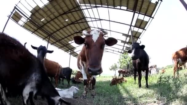 CLOSE UP: Portrait of adorable little goat enjoying sunny summer day — Stock Footage Close Portrait Adorable Little Goat Enjoying Sunny Summer Day Stock Video
