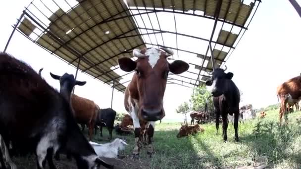 Fechar Retrato Cabra Adorável Curtindo Dia Ensolarado Verão — Vídeo de Stock