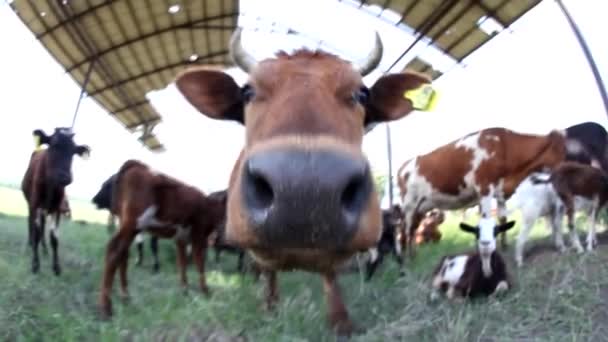 Nahaufnahme Porträt Einer Entzückenden Ziege Die Einen Sonnigen Sommertag Genießt — Stockvideo