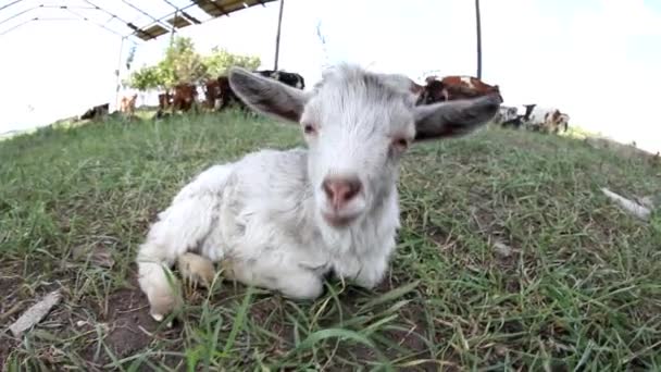 Cabra Recién Nacida Mintiendo Granja Animal Cabra Blanca Pequeña — Vídeos de Stock